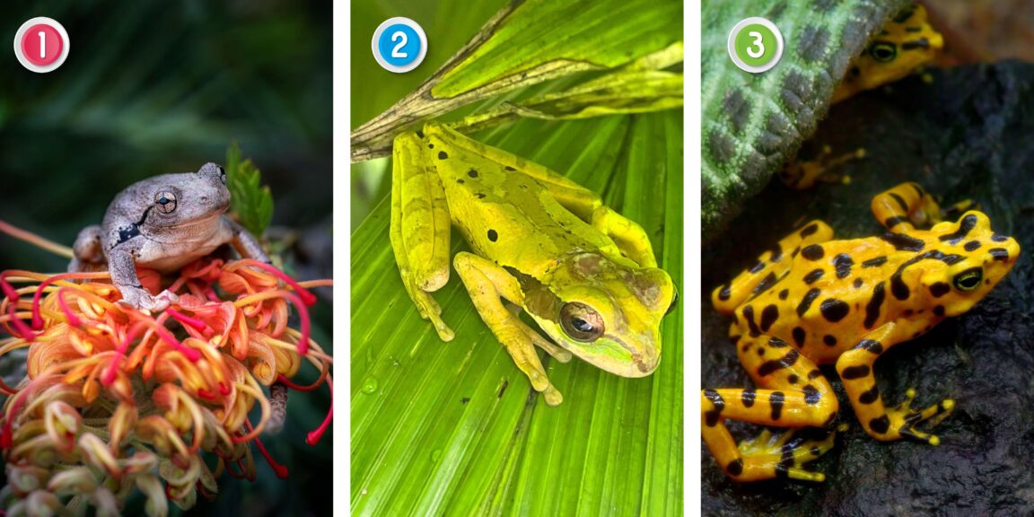 Test de personnalité : La grenouille que vous choisissez en dit très long sur votre personnalité