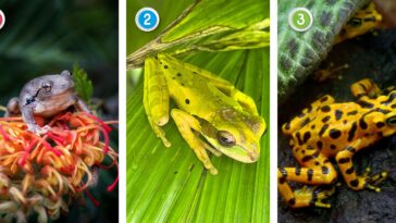 Test de personnalité : La grenouille que vous choisissez en dit très long sur votre personnalité