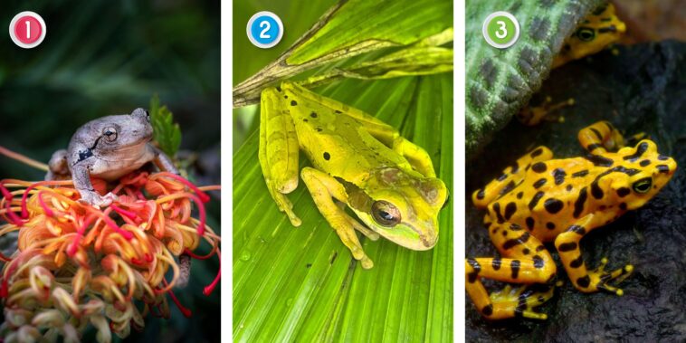 Test de personnalité : La grenouille que vous choisissez en dit très long sur votre personnalité