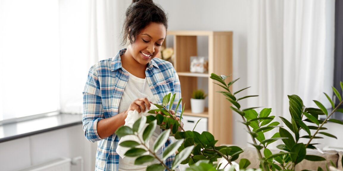 Comment nettoyer vos plantes d’intérieur sans les abîmer ? Voici l’astuce magique !
