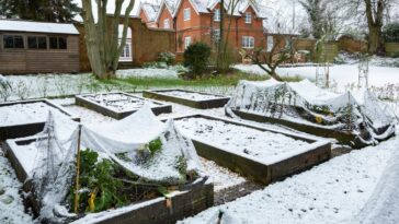 Comment préparer son potager en janvier ?