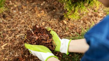 Réussir son paillage cet hiver : voici les erreurs à éviter à tout prix !