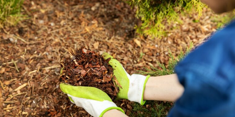 Réussir son paillage cet hiver : voici les erreurs à éviter à tout prix !