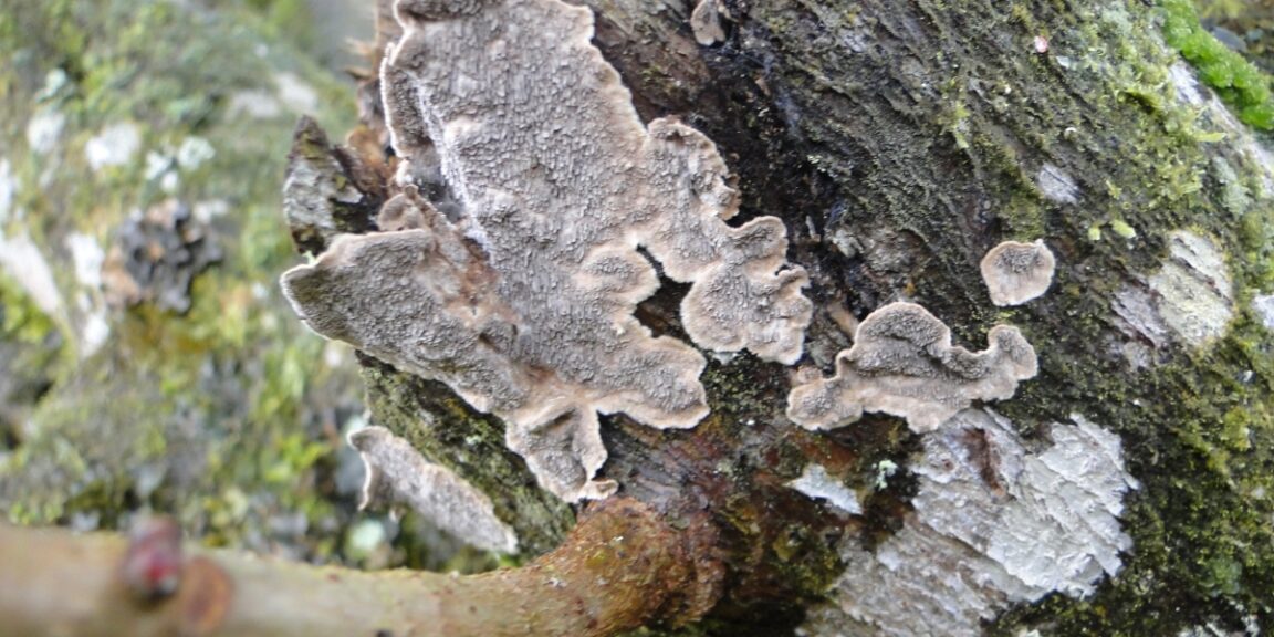 Comment traiter les champignons sur des arbres fruitiers ?