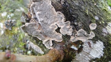 Comment traiter les champignons sur des arbres fruitiers ?