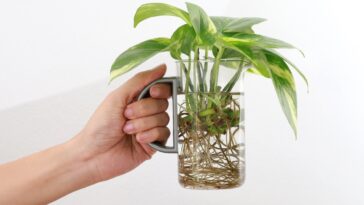 Quelles sont les plantes les plus faciles à bouturer ? Nos instructions pour y réussir sans effort