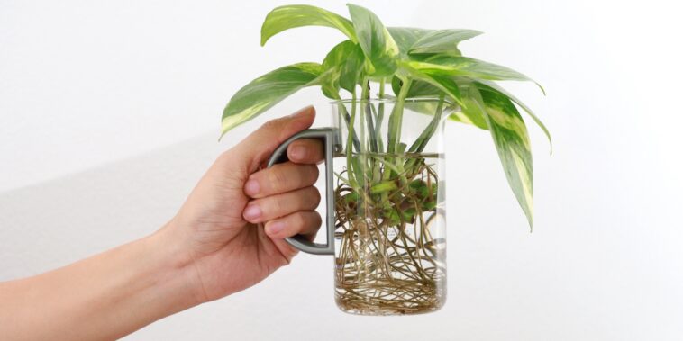 Quelles sont les plantes les plus faciles à bouturer ? Nos instructions pour y réussir sans effort
