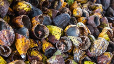 Comment utiliser les coques de cacao comme paillis fertilisant dans le jardin ?