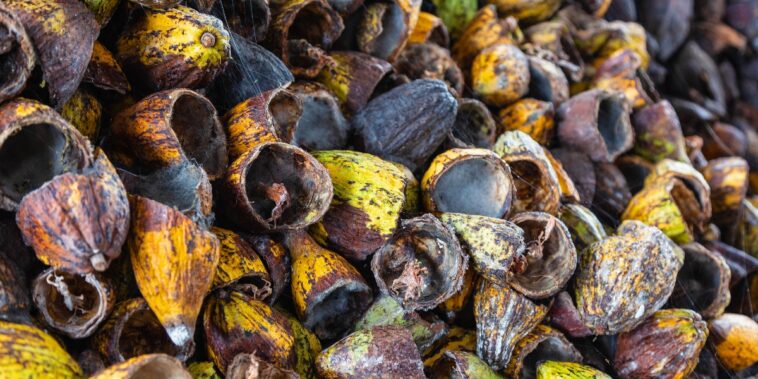 Comment utiliser les coques de cacao comme paillis fertilisant dans le jardin ?