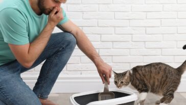 Comment enlever les mauvaises odeurs de la litière du chat ?