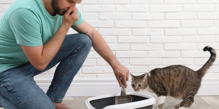 Comment enlever les mauvaises odeurs de la litière du chat ?