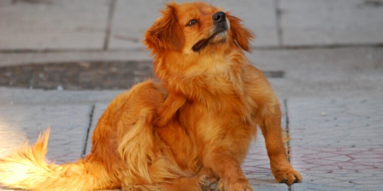 Quels sont les remèdes naturels pour protéger votre chien des puces et des tiques ?
