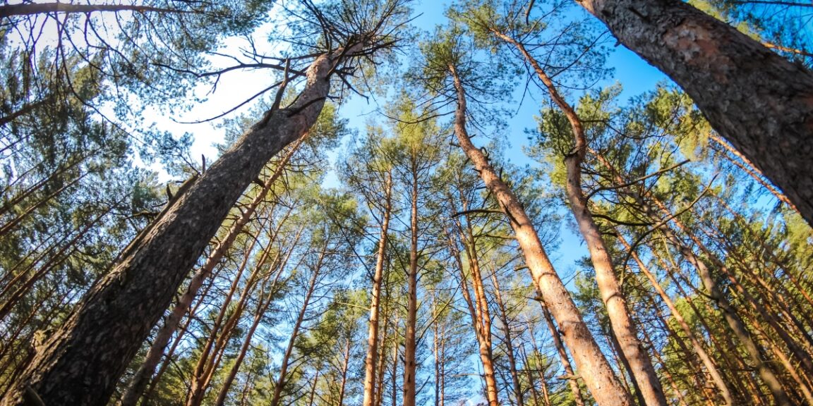 Quel conifère pousse à l’ombre ? 5 arbres et arbustes sans soleil pour un jardin vert toute l’année