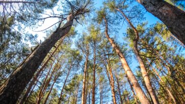 Quel conifère pousse à l’ombre ? 5 arbres et arbustes sans soleil pour un jardin vert toute l’année