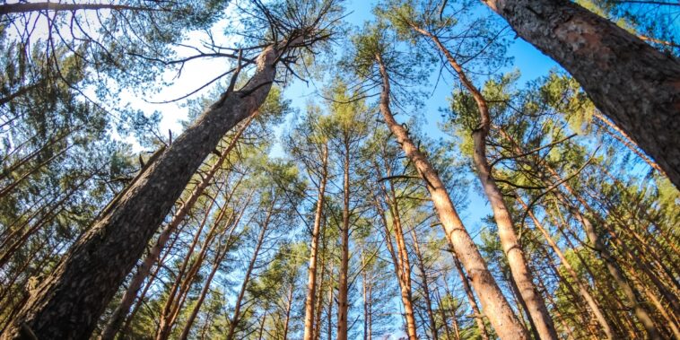 Quel conifère pousse à l’ombre ? 5 arbres et arbustes sans soleil pour un jardin vert toute l’année