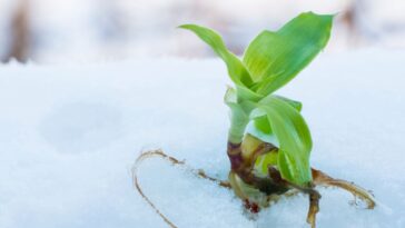 Prévenez le gel des racines : stratégies d’arrosage efficaces en hiver