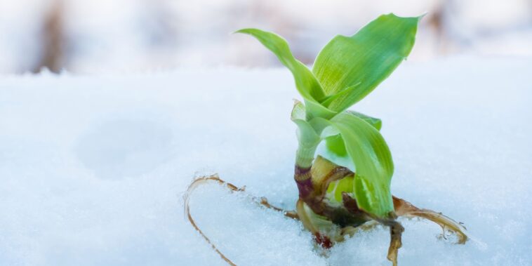 Prévenez le gel des racines : stratégies d’arrosage efficaces en hiver