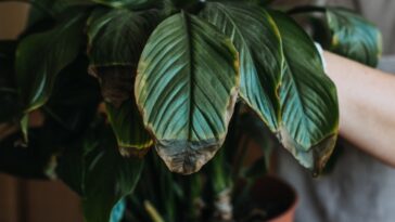 Astuces infaillibles pour garder vos plantes d'intérieur en vie : les erreurs courantes à éviter