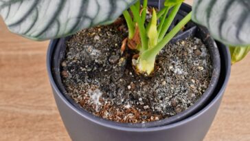 3 astuces infaillibles pour combattre la moisissure blanche sur vos plantes d’intérieur cet hiver !