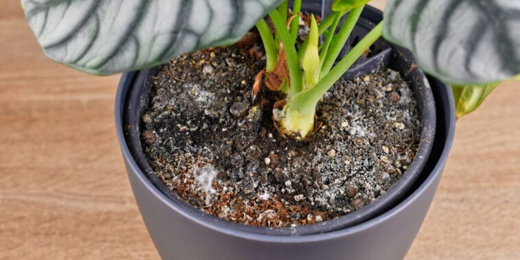 3 astuces infaillibles pour combattre la moisissure blanche sur vos plantes d’intérieur cet hiver !