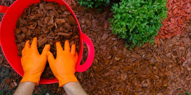 Maximisez la protection de votre jardin en hiver : découvrez les astuces essentielles pour un paillage réussi