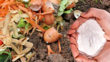 Découverte étonnante : comment le bicarbonate de soude peut révolutionner votre compost