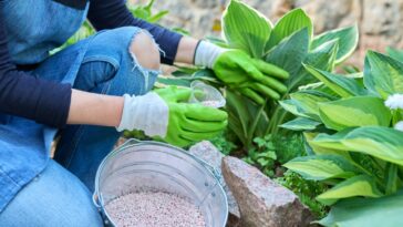 Astuces pour fertiliser vos plantes en hiver : quel engrais et comment l'utiliser ?