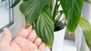Pointes des feuilles qui noircissent : Quelles en sont les causes ? Comment y remédier ?
