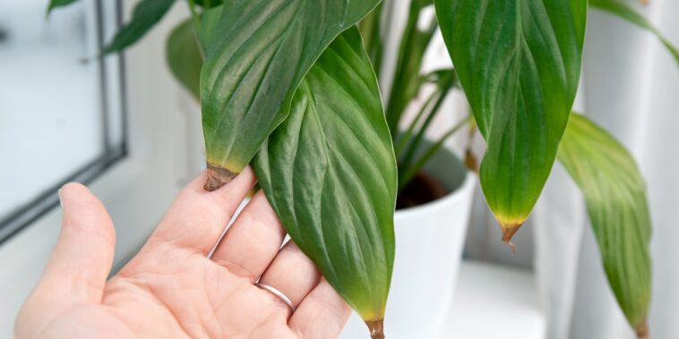 Pointes des feuilles qui noircissent : Quelles en sont les causes ? Comment y remédier ?