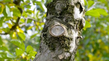 Comment cicatriser un arbre fruitier ? Découvrez les méthodes infaillibles selon les experts