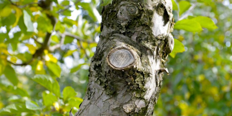 Comment cicatriser un arbre fruitier ? Découvrez les méthodes infaillibles selon les experts