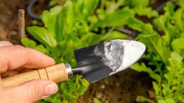 Découvrez tous les usages pratiques du bicarbonate de soude dans le jardin !