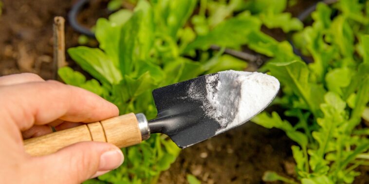 Découvrez tous les usages pratiques du bicarbonate de soude dans le jardin !