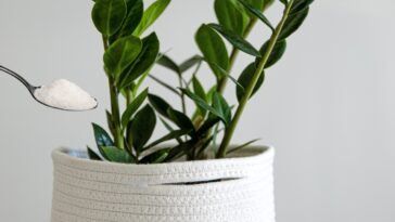 Peut-on mettre du sucre dans la terre ? Est-il bon pour les plantes ? 5 astuces qui vous surprendront !