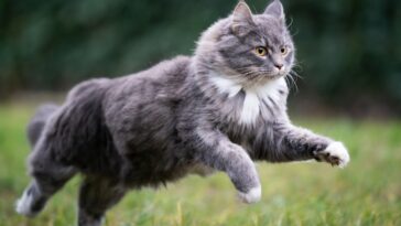 Comment utiliser le marc de café comme répulsif pour faire fuir les chats ?