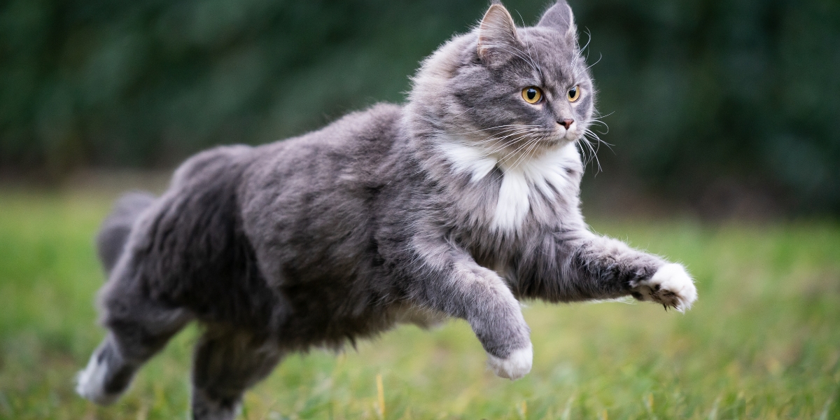 Comment utiliser le marc de café comme répulsif pour faire fuir les chats