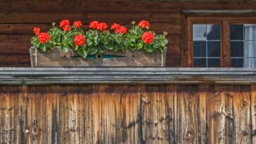 Nos astuces pour faire pousser de beaux géraniums sur votre balcon !