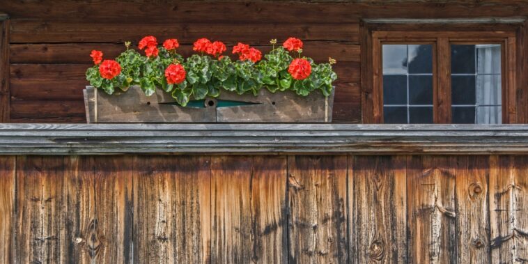 Nos astuces pour faire pousser de beaux géraniums sur votre balcon !