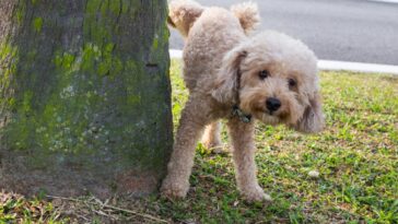Découvrez les répulsifs naturels pour dissuader les chiens d’uriner devant chez vous !