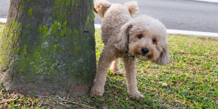 Découvrez les répulsifs naturels pour dissuader les chiens d’uriner devant chez vous !