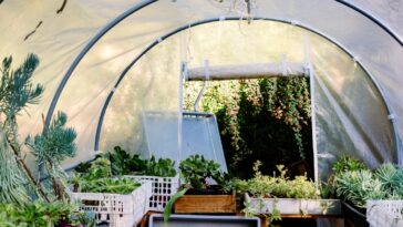 Plantes aromatiques qui poussent à l’ombre : notre top 5 pour vous !