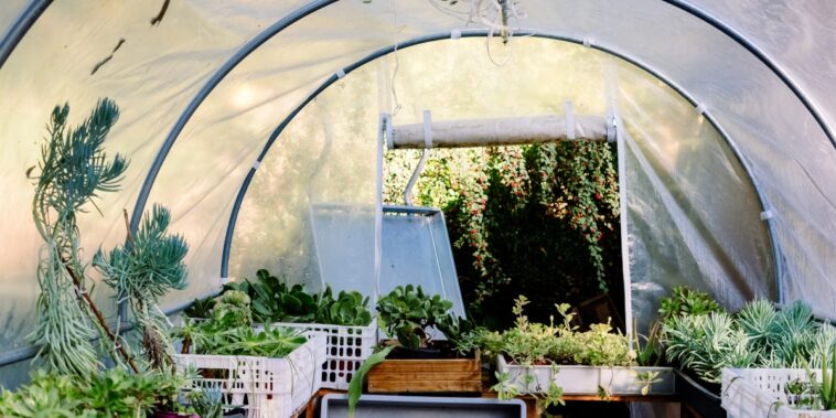 Plantes aromatiques qui poussent à l’ombre : notre top 5 pour vous !