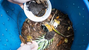 Peut-on mettre du marc de café dans le compost ? Comment procéder ?