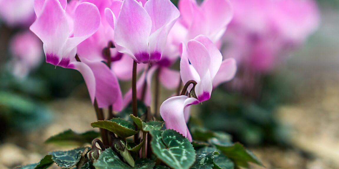 Parasites et maladies du cyclamen : Comment les identifier, traiter et prévenir ?