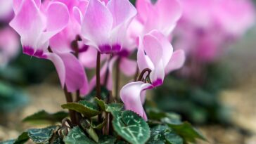Parasites et maladies du cyclamen : Comment les identifier, traiter et prévenir ?