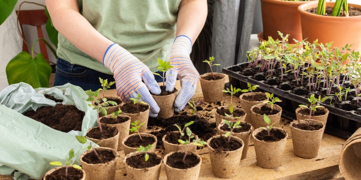 Faut-il planter vos framboisiers en godets dès maintenant ? Voici la réponse !