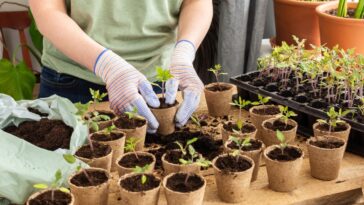 Faut-il planter vos framboisiers en godets dès maintenant ? Voici la réponse !