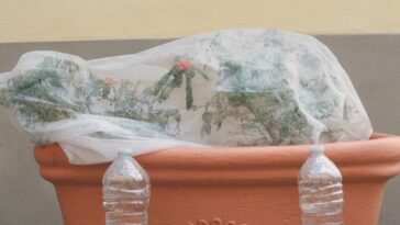 Astuces pour garder vos plantes en pot au chaud : maîtrisez les techniques de couverture durant l'hiver