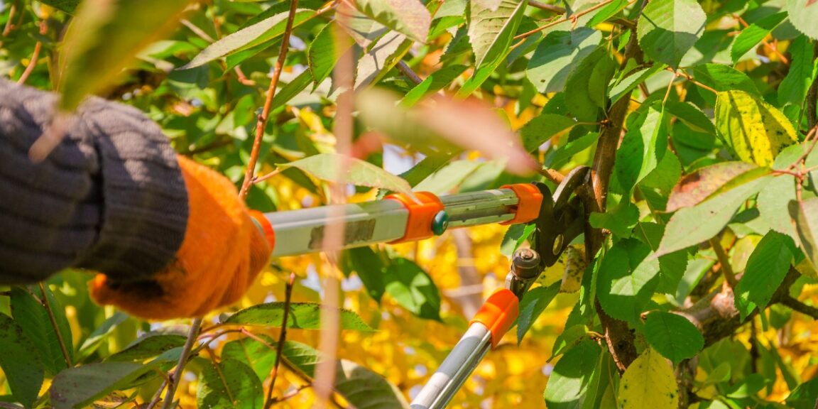 Quelles plantes tailler en février et comment élaguer vos arbres fruitiers efficacement ?