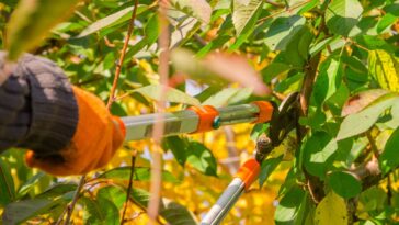 Quelles plantes tailler en février et comment élaguer vos arbres fruitiers efficacement ?